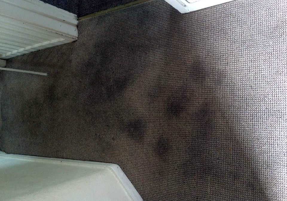 Carpet Cleaning Stains: Ultimate Guide to Removing Mud